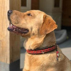 Halsband Buddy