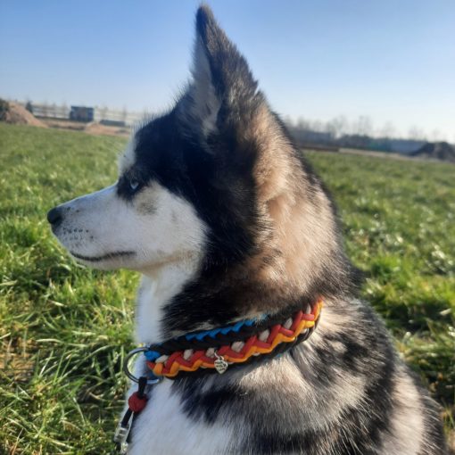 Halsband Indy - Afbeelding 2